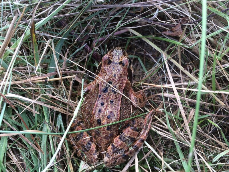 Toad Grass Amphibians Frog Autumn