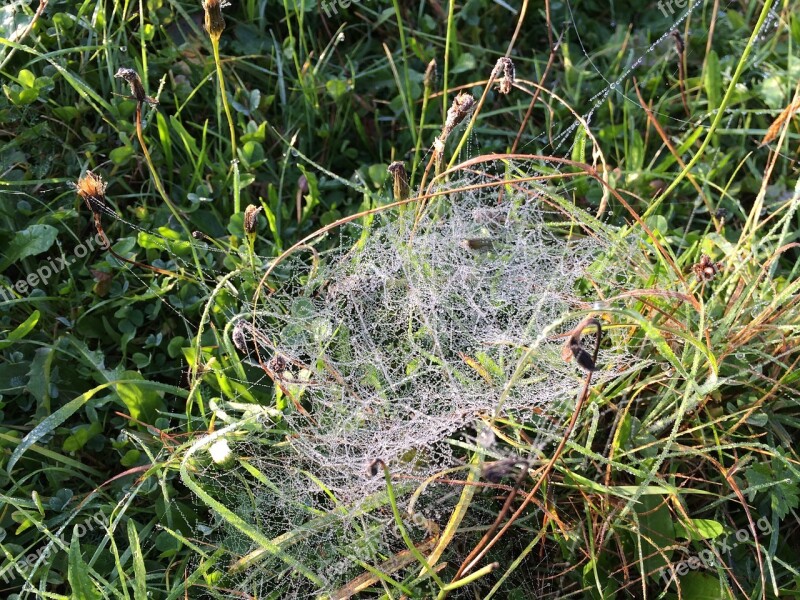 Grass Cobwebs Autumn Morgentau Meadow