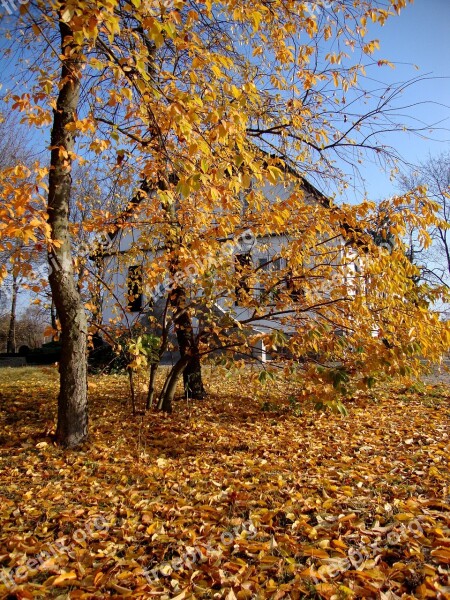 Sierpc Poland Tree Landscape Autumn