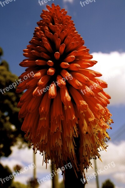 Red Hot Poker Flower Red Garden Flora