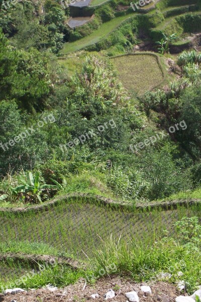 Terraces Rice Cultivation Rice Fields Cultivation Philippines