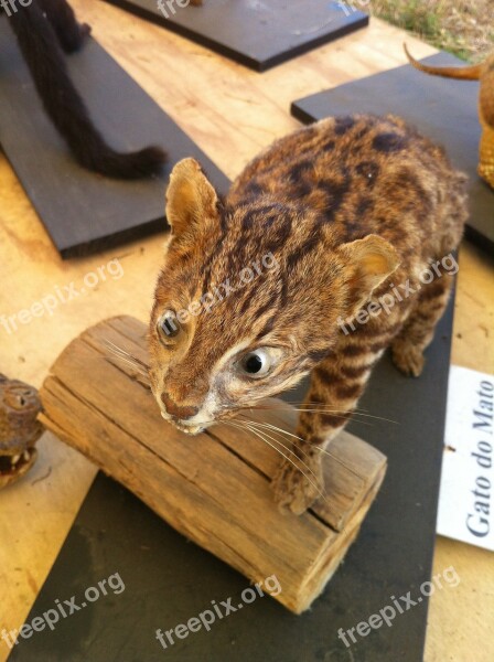 Ocelot Animal Stuffed Free Photos