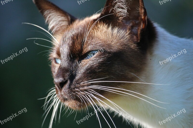 Cat Siamese Cat Mieze Breed Cat Cat's Eyes