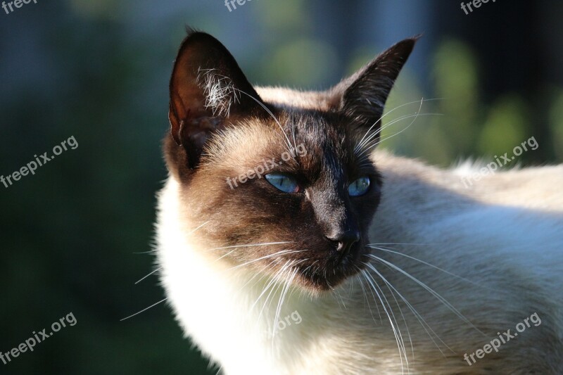 Cat Siamese Cat Mieze Breed Cat Cat's Eyes