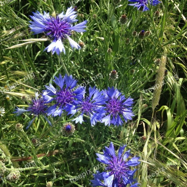 Cornflowers Meadow Nature Free Photos