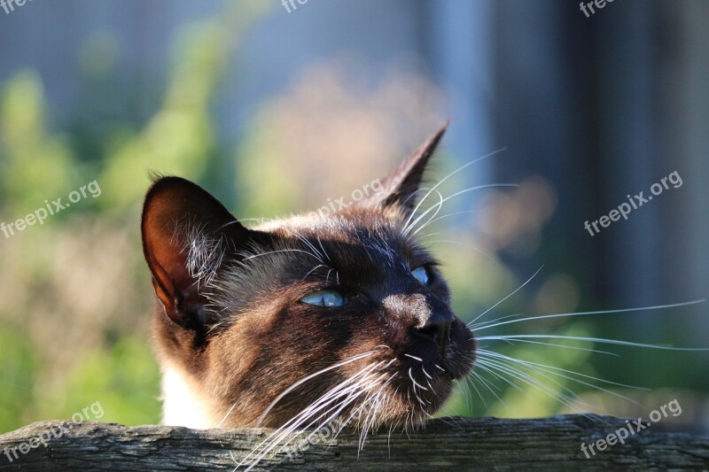 Cat Siamese Cat Mieze Breed Cat Cat's Eyes