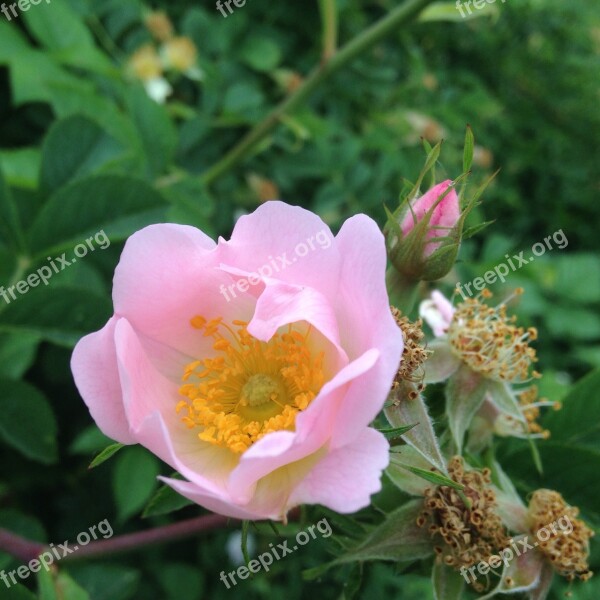 Bush Rose Nature Blossom Bloom Free Photos