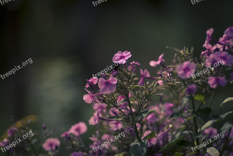 Flowers Violet Summer Garden Violet Flowers