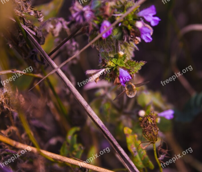 Flowers Nature Macro Bee Gathering Nectar