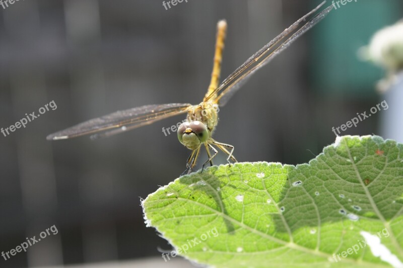 Dragonfly Summer Macro Nature Garden