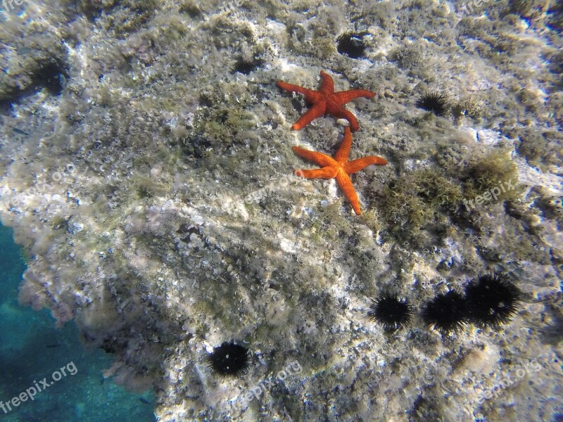 Starfish Diving Summer Sea Urchins Free Photos