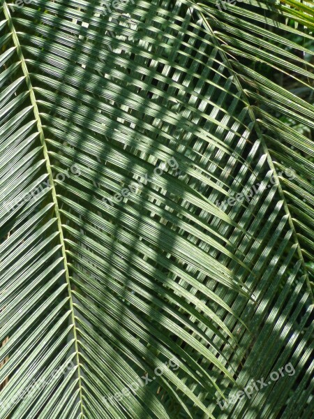 Leaves Green Nature Garden Brazil