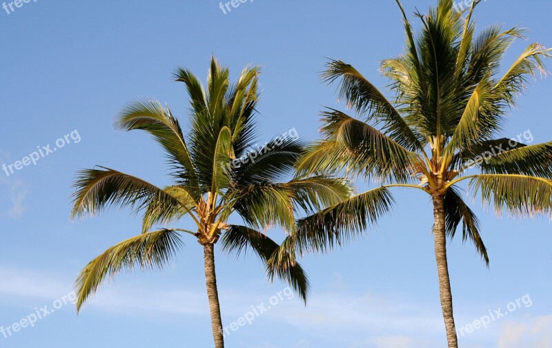 Palm Tree Palm Tree Tropical Summer