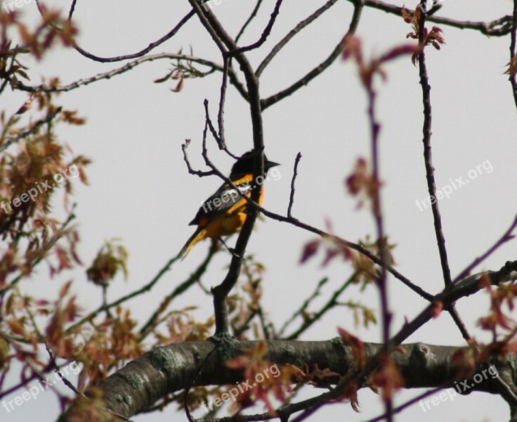 Oriole Bird Songbird Nature Wildlife