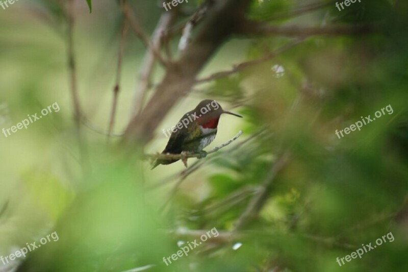 Humming Bird Outdoor Small Humming Hummingbird