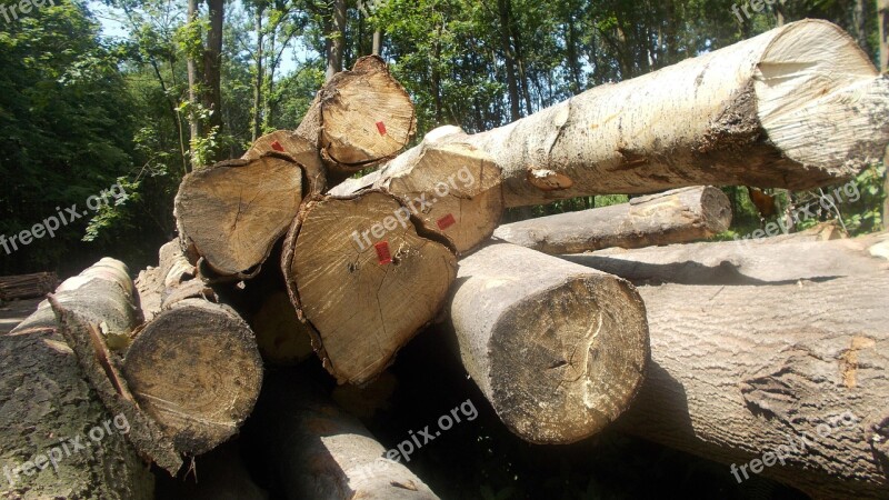 Gardening Forest Wood Nature Trunk