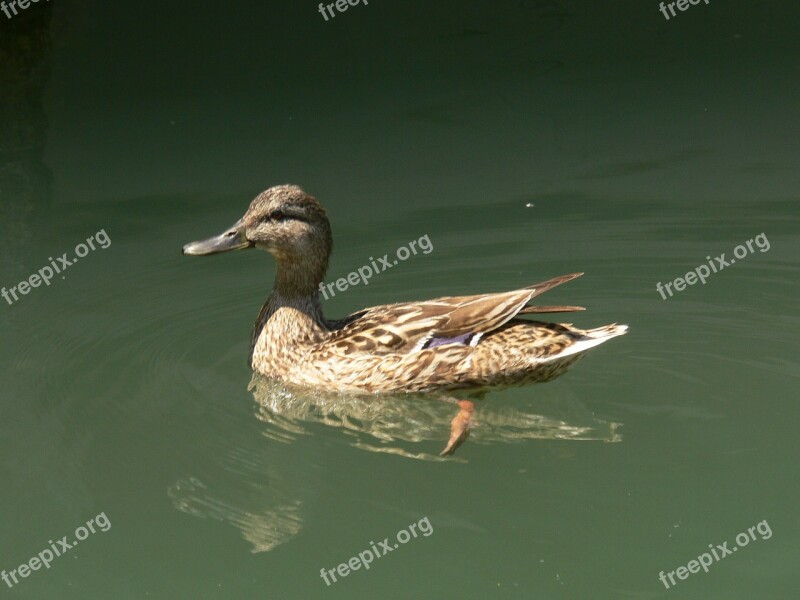 Duck Water Lake Balaton Nature Bird