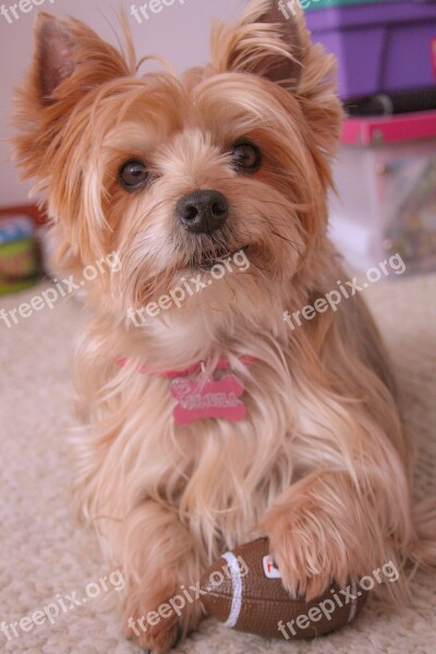 Dog Yorkie Yorskire Terrier Pet Hairy