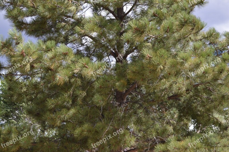 Pine Evergreen Tree Environment Nature Woods