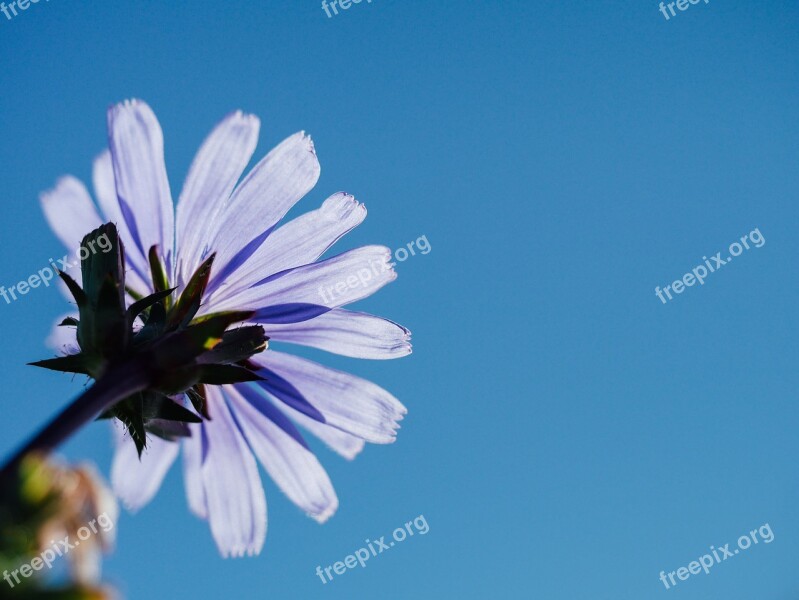 Flower Sky Head Macro Underneath