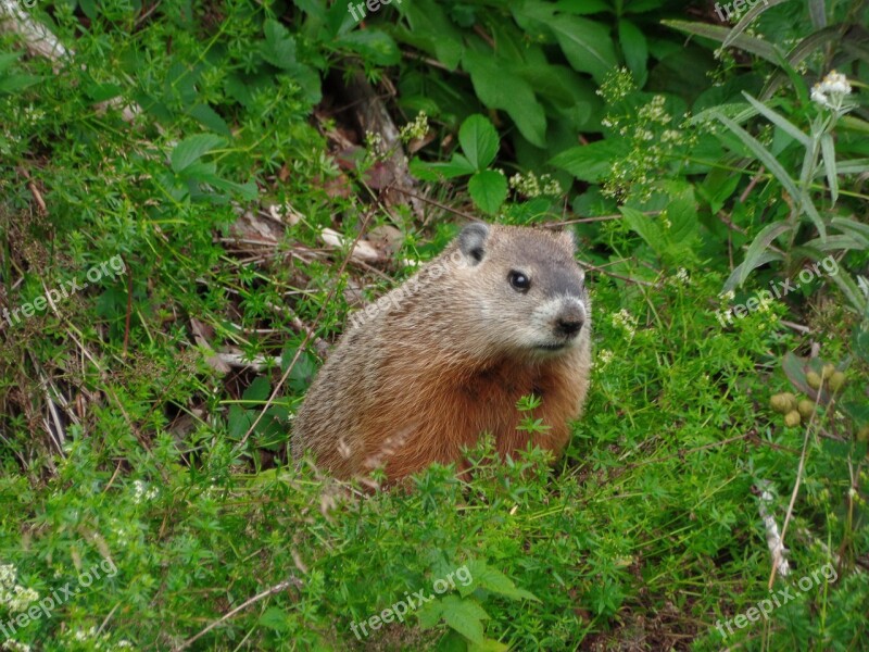 Marmot Nature Parc National Forillon Nature Free Photos