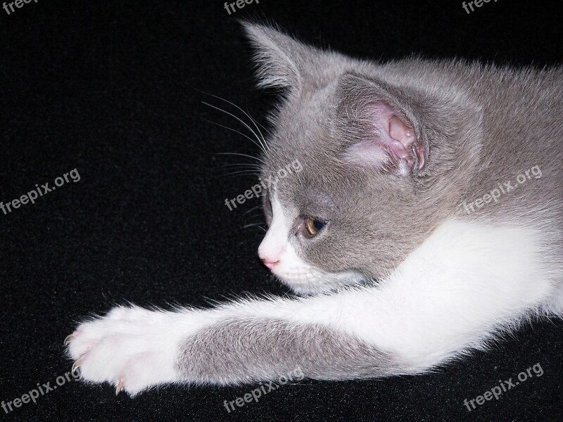 Cat Small Mieze Kitten Cat Baby