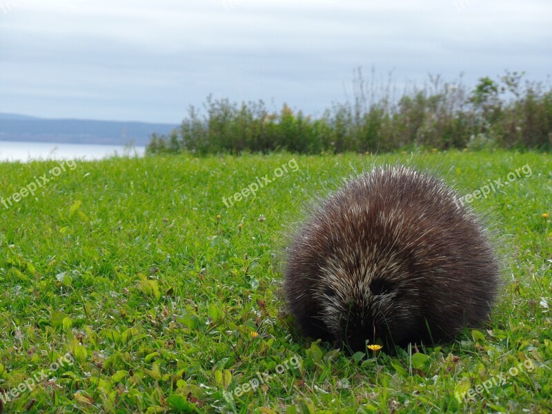 Nature Porcupine Parc National Forillon Cap Gaspé Free Photos