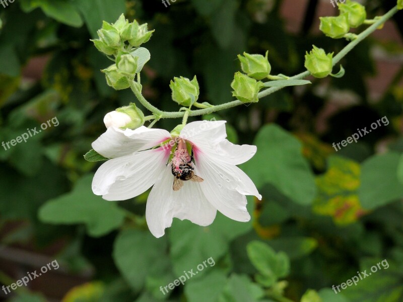 Flowers White Lavatera Flower White Flower