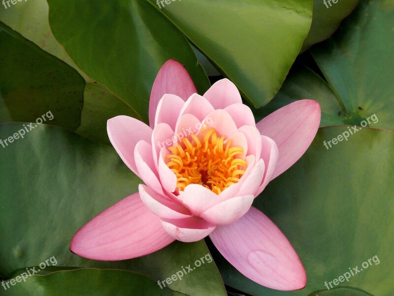 Flowers Water Lily Pink Flower Pond