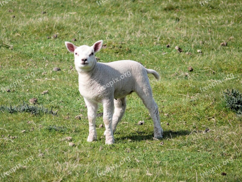 Lamb Nature Spring Sheep Animal