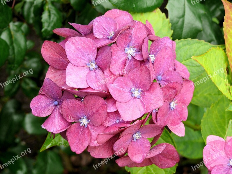 Hydrangea Plant Bloom Nature Garden