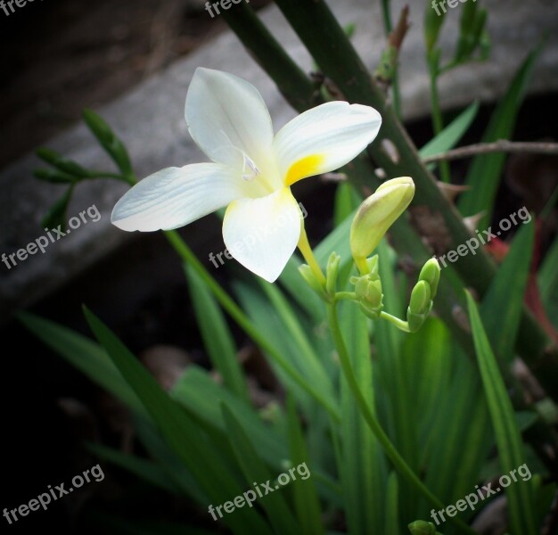 Flower Nature Beauty Green White