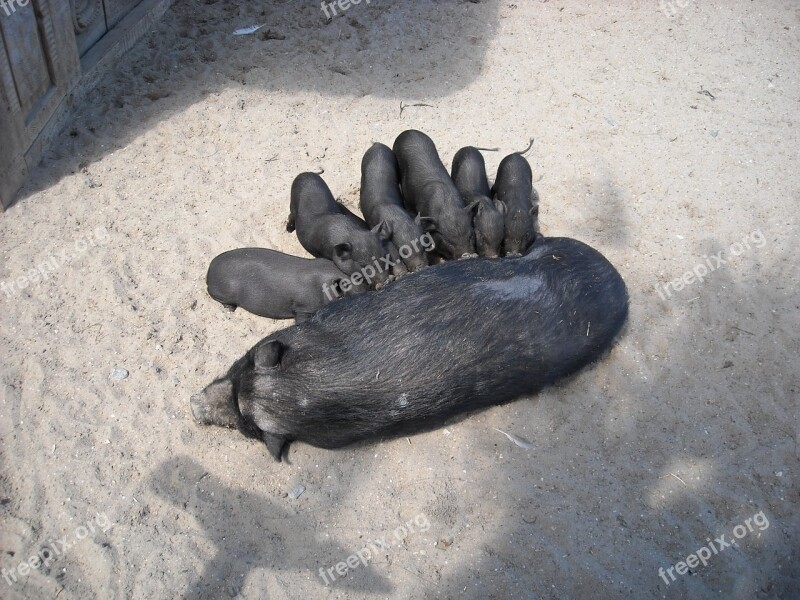 Pot-bellied Pigs Animals Pigs Black Mammals