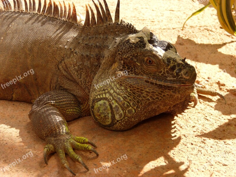 Iguana Reptile Lizard Free Photos