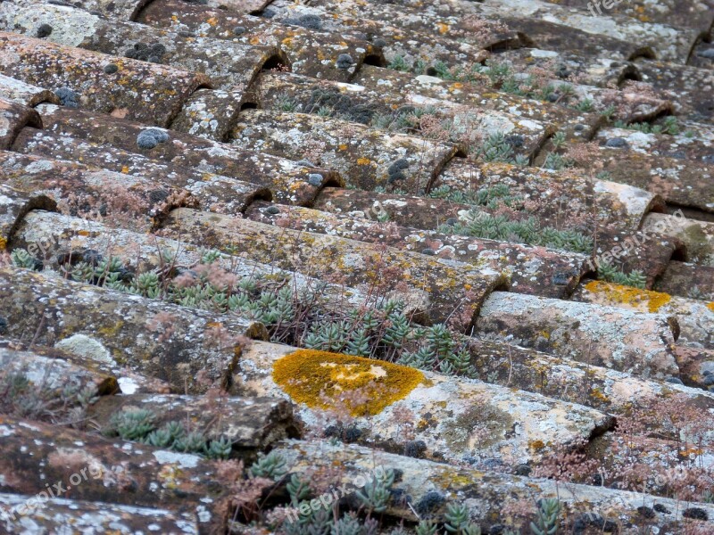 Texas Roof Lichen Construction Architecture