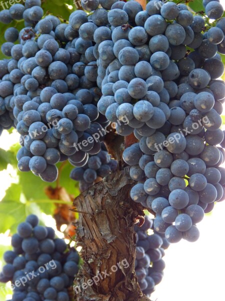 Priorat Grape Cluster Vine Red Wine