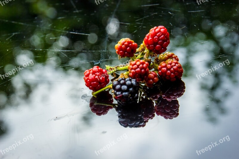 Burr Blackberries Blackberry Picking Forest Free Photos