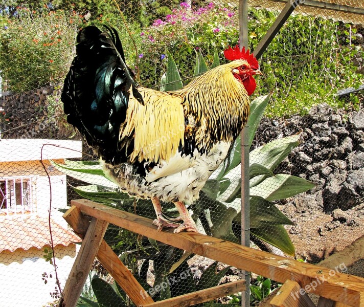 Gallo Poultry Animal Domestic Fowl Free Photos