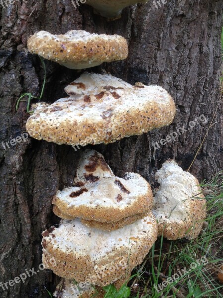 Mushroom Stoned Mushroom Nature Natural Fungus