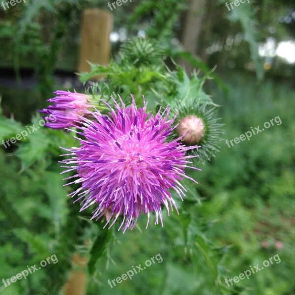 Thistle Purple Flower Sharp Prickles Nature Spring