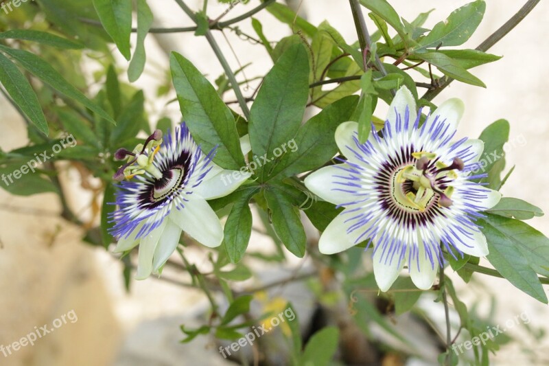 Passionflower Herbal Green Flower Free Photos