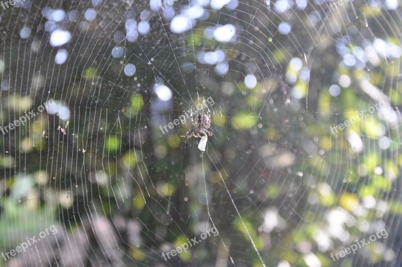 Araneus Cobweb Spider Web Nature