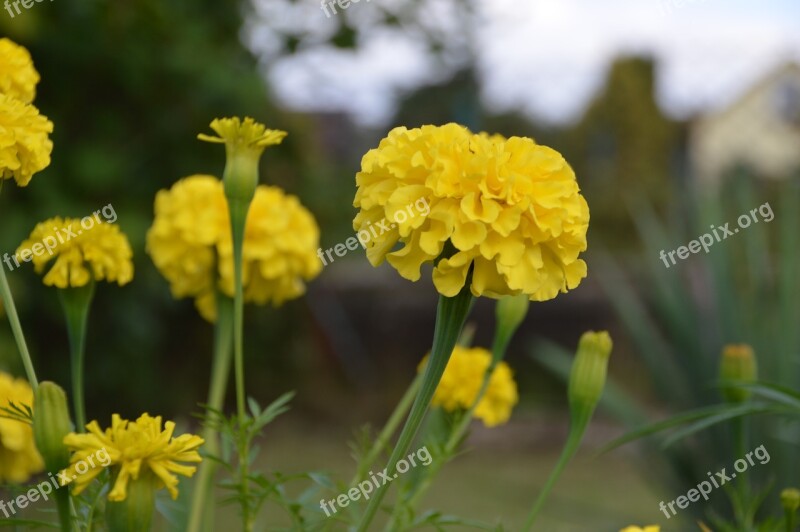 Marigold Flower Yellow Nature Plant