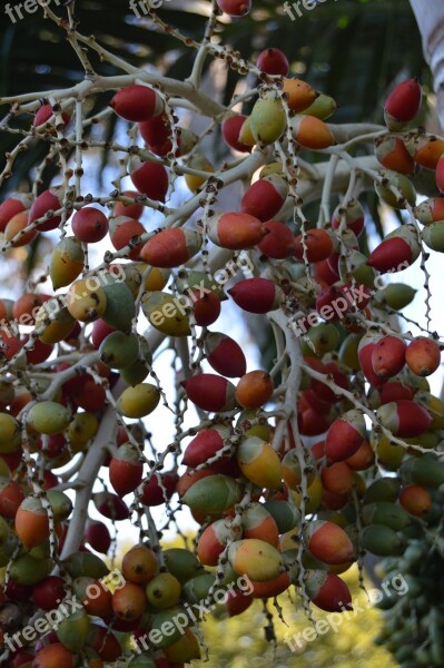 Tropical Fruit Berries Exotic Tropical Nature