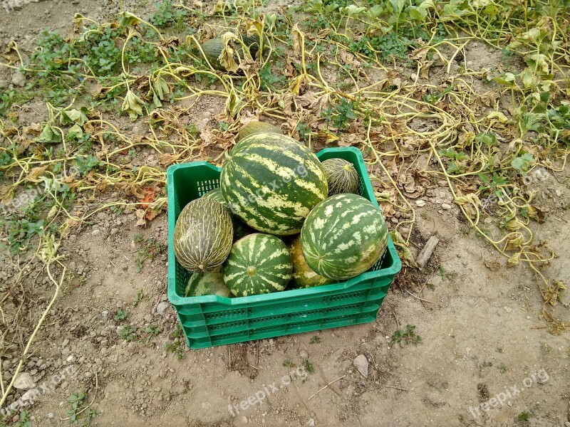 Watermelons Orchard Fruit Harvest Summer