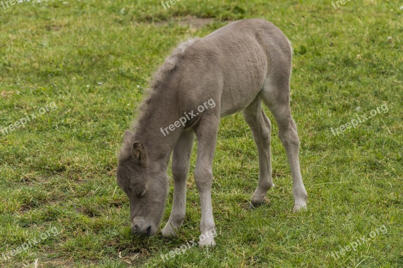 Foal Meadow Young Animal Pasture Horse