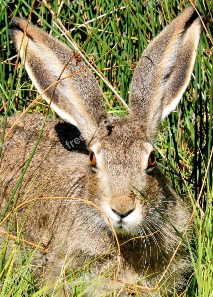 White Tailed Jackrabbit Bunny Cute Portrait Close Up