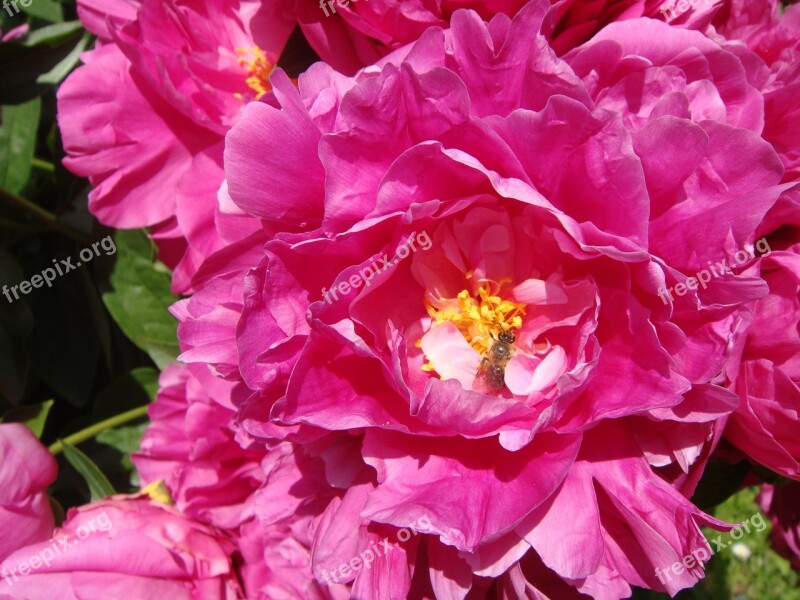 Peony Flower Peony Rose Spring Petals