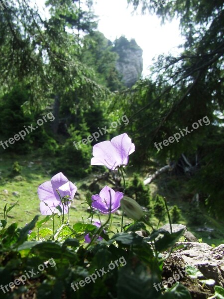 Flower Bellflower Meadow Pine Forest