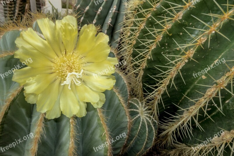 Flower Cactus Nature Plant Thorns